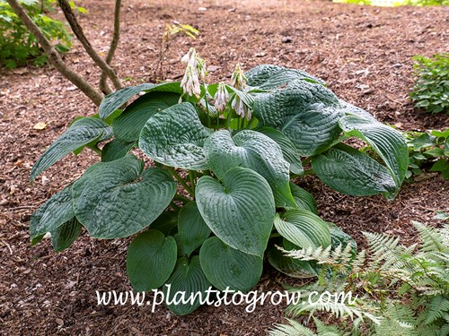 Hosta Blue Blazes